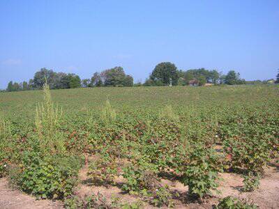 cotton field nc