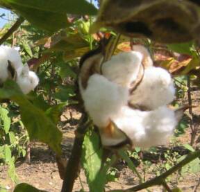 cotton boll